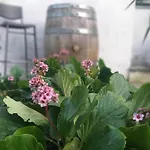 Bed & Breakfast Amai
